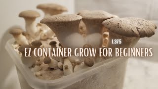 Simple Container Oyster Mushroom TEK, Step by Step Guide for Beginners