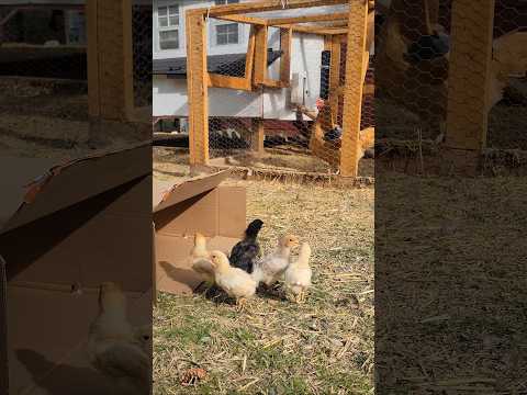 Slowly introducing the new chicks to our existing flock