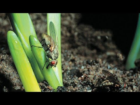 Video: Tomātu šķēlīšu pavairošana - vai var sākt augus no tomātu šķēlēm