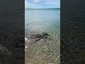 Octopus attack original footage  lance karlson