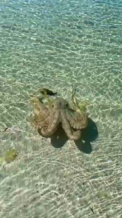 Octopus Attack Original Footage - Lance Karlson