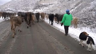 Армяне покидают Лачинский район