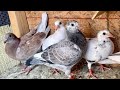 NEW 2021 Racing Pigeons Added To The Team | Loft Flying & Lost One Bird