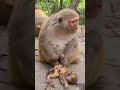 Mother monkey crying for her dead baby  dzistic