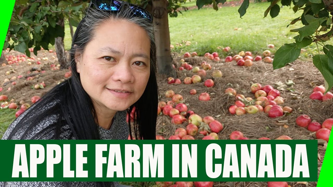 APPLE FARM IN CANADA ENJOY LIFE HERE, BEST EXPERIENCED TALAGA! YouTube