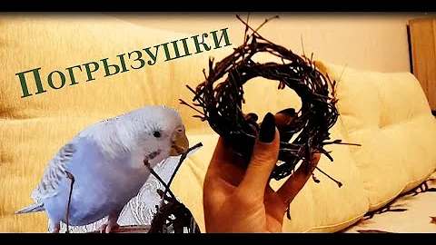 Веточки - погрызушки для попугая.Как давать веточный корм? Колечки-погрызушки своими руками. Rodents