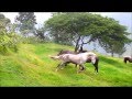 Horses: Wild herd behavior