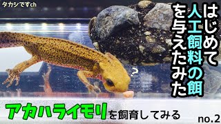 アカハライモリの餌、飼育後初めて捕獲個体に人工餌を与えてみた