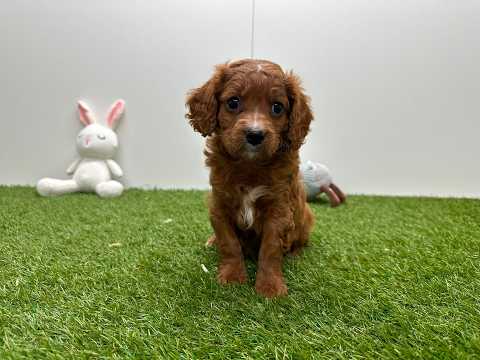 Video van Cavapoo Mannelijk Abricot - PUP-ID 010725298 | Dierenhof Debrabandere