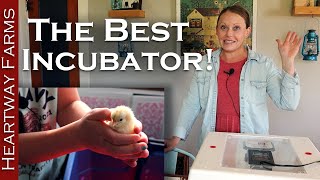 Incubator Review Comparison | Hatching and Raising Chickens | Food Security During Egg Shortage