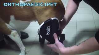 Orthopaedic Brace For Knee For Dogs- Bt Jump