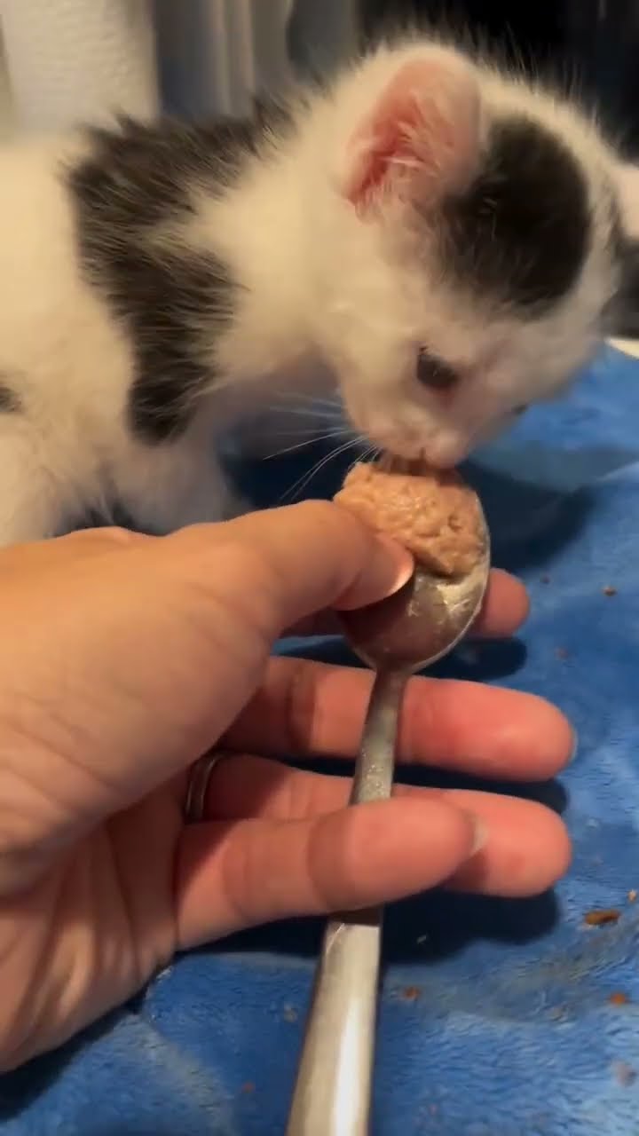 TRÈ MIGNON PETITE CHATON ????????