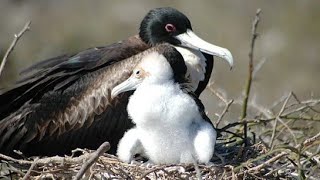 Frigatebird