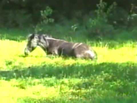 ტელეკომპანია \"ფაზისი\" (ციკლიდან_ გადარჩენილი გადაცემები)