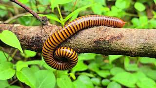 Best Sleeping Spotted For Giant Millipede I Found During Looking For Venomous Insects And Bugs