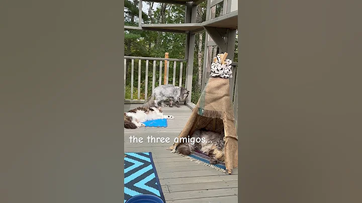Watch the video about Three big cute n fluffy MaineCoon catio kitties cats pets animals reels videos #shorts