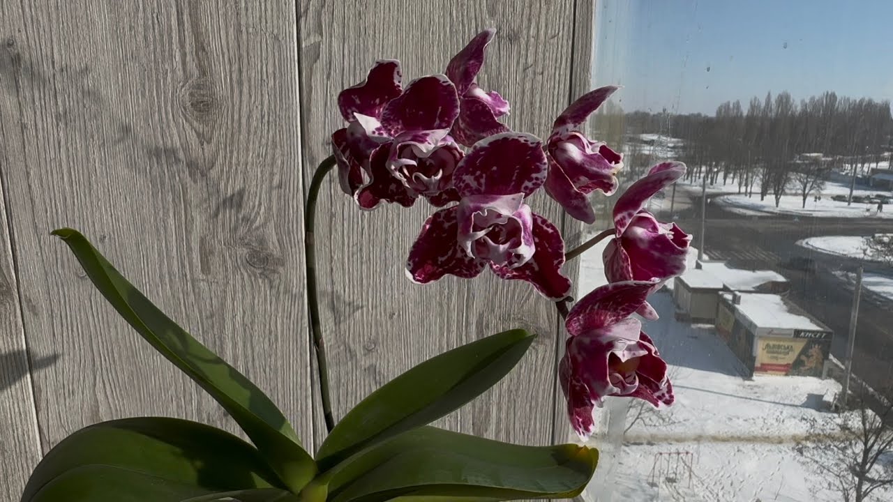 Новые роспуски орхидей. Февраль 2025 год
