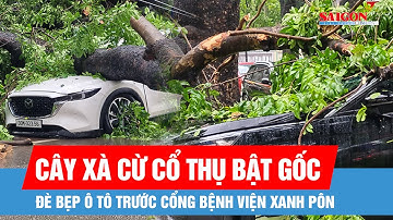 Cây xà cừ cổ thụ bật gốc, đè bẹp ô tô trước cổng Bệnh viện Xanh Pôn