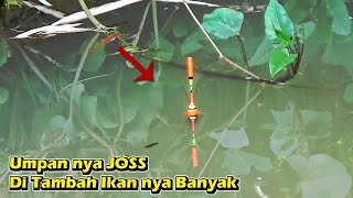 Di Waktu Seperti Ini lah Yang Pas Buat Mancing Ikan Di Air Tawar !!! Bakalan Rakus Ikan nya Makan