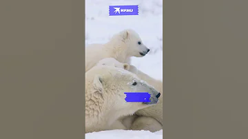 Почему у белого медведя чёрная кожа? #научныйминимум #наука #животные  #shorts