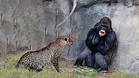 30 TIMES ANIMALS MESSED WITH THE WRONG OPPONENT!