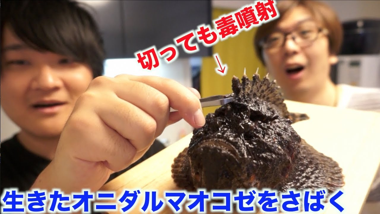さばいても毒噴射 オニダルマオコゼをさばいて食べる Youtube