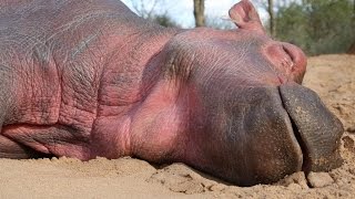 The rescue of Humpty, the Little Hippo | Sheldrick Trust