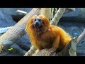 ВЛОГ Новосибирский ЗООПАРК 🐼 Детские развлечения в зоопарке / Видео для детей про животных