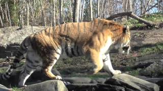 Tour of The Bronx Zoo