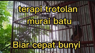 suara murai trotol gacor ngriwik,buat terapi trotolan disertai gemercik air hujan 💦