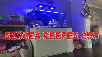Red Sea Reefer 250 | Icecap 1K Gyre Pump | Ehiem Auto Feeder