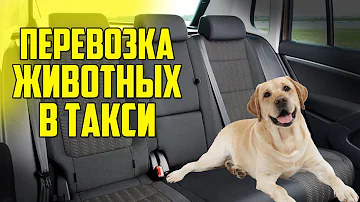 Как ездить в такси с собакой