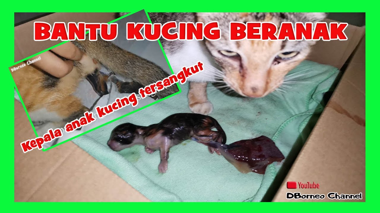 MEMBANTU KUCING BERANAK  KEPALA ANAK KUCING TERSANGKUT