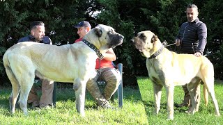 TÜRKİYEYİ KARIŞTIRAN KÖPEKLER !! BOZ ÇOBAN KÖPEĞİ BİR IRK MIDIR ? @BOZKENNELS KANGAL ÇOBAN KÖPEĞİ