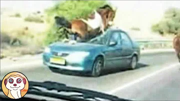 Qual è l'animale più letale per l'uomo?