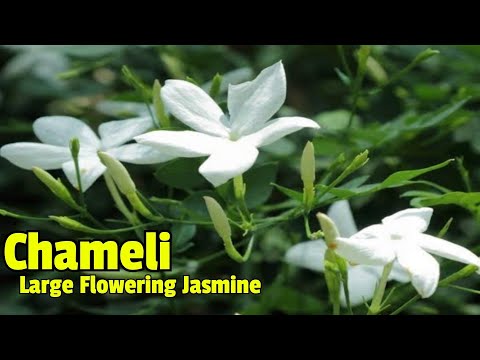 चमेली की देखभाल कैसे करें / How to grow/care Chameli fragrant flower plant