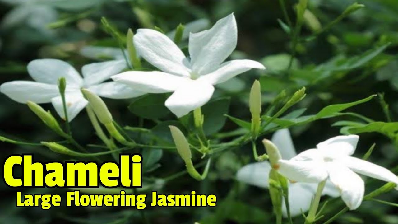चमेली की देखभाल कैसे करें / How to grow/care Chameli fragrant flower