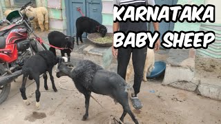 Karnataka Baby Sheep's in Hyderabad Bahadurpura | Pure Quality Bannur Mende Available HYD