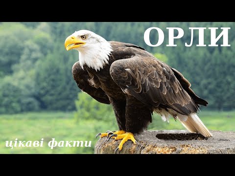 Цікаві факти про орлів відео