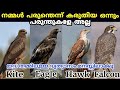 പരുന്തെന്ന് വിചാരിച്ചതെല്ലാം വേറേ പക്ഷികളാണേ! Difference between eagle,kite,hawk,falcon and vulture