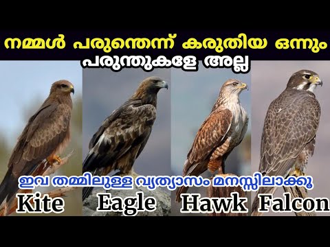 What you thought was a hawk are different birds Difference between eagle kite hawk falcon and vulture