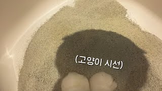 1st Cat POV's Very Cute Day in the Life ⭐️( All of Cat's Daily Routine is Here) by 무지막지한 막무家네 43,468 views 3 months ago 8 minutes, 28 seconds