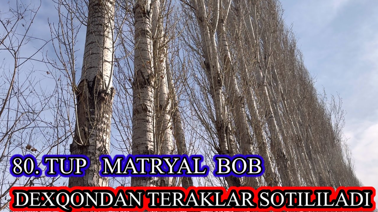 💯% DEXQON. ￼KATTA MATRYALGA TAYYOR MIRZA TERAKLAR SOTILADI . Narxi kelishiladi,