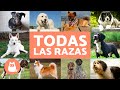 Todas las razas de perros del mundo  ordenadas alfabticamente