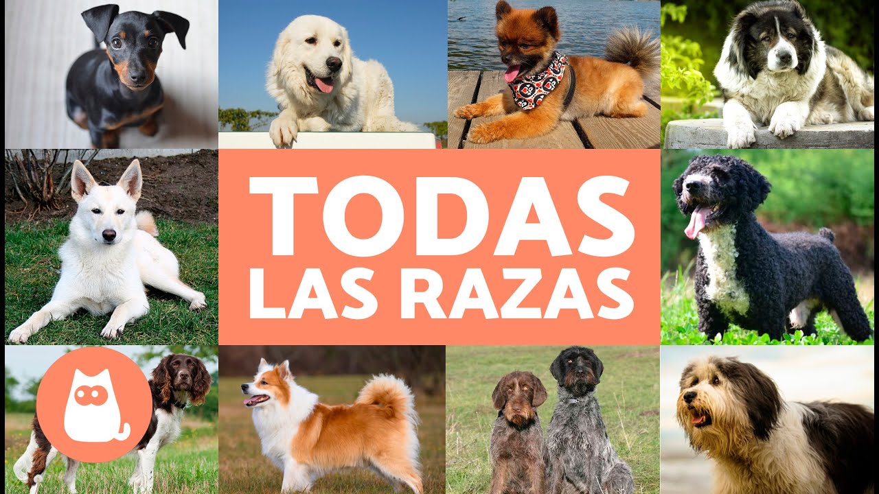 TODAS las RAZAS de PERROS del mundo  Ordenadas Alfabticamente