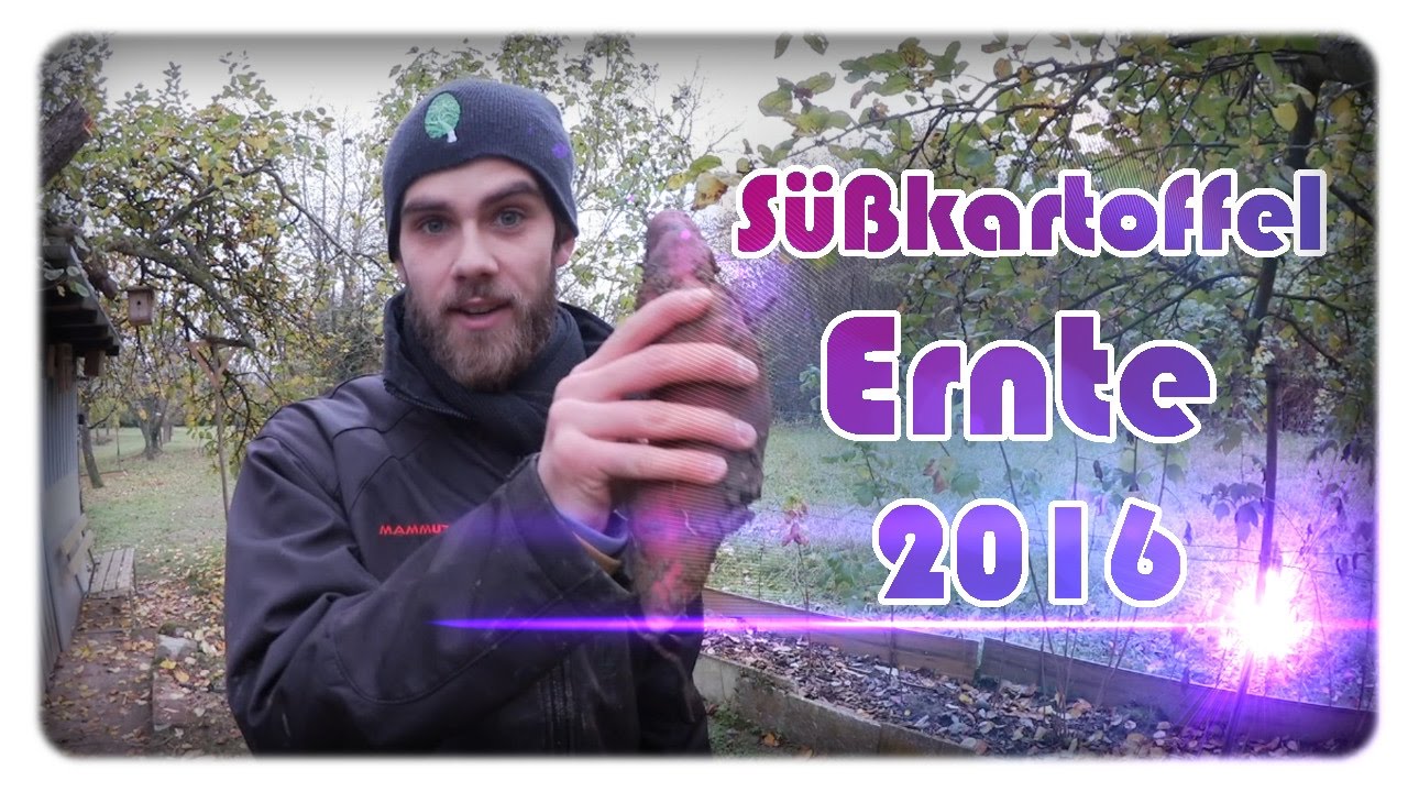 Süßkartoffel Ernten Süßkartoffel Ernten