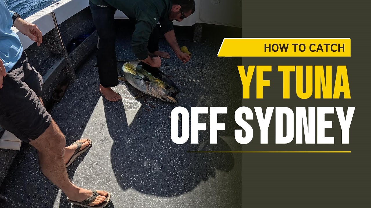 YELLOW FIN TUNA SYDNEY