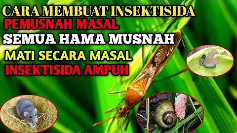 TUMPAS HABIS SEMUA HAMA❗❗PAKAI INSEKTISIDA PEMUSNAH INI || TANAMAN MULUS BERBUNGA DAN BERBUAH LEBAT