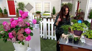 Phillip Watson Designs 2-Piece Perfect Pilea Tropical Live Houseplant on QVC Phillip Watson Designs 2 Piece Fragrant Sorbet Peony Live Plants On Qvc