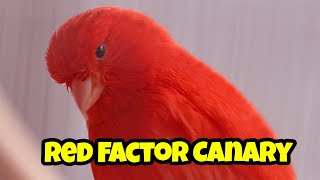 All You Need to Know About Red Factor Canary! | how to breed Red Factor Canary complete guide